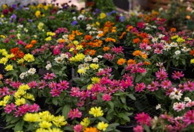 Festa das Flores no Jardim Piatã tem plantas a partir de R$ 2