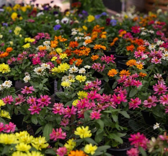 Festa das Flores no Jardim Piatã tem plantas a partir de R$ 2