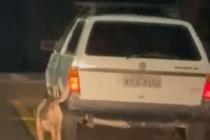 Homem é preso após arrastar cachorro até a morte em Mandaguari
