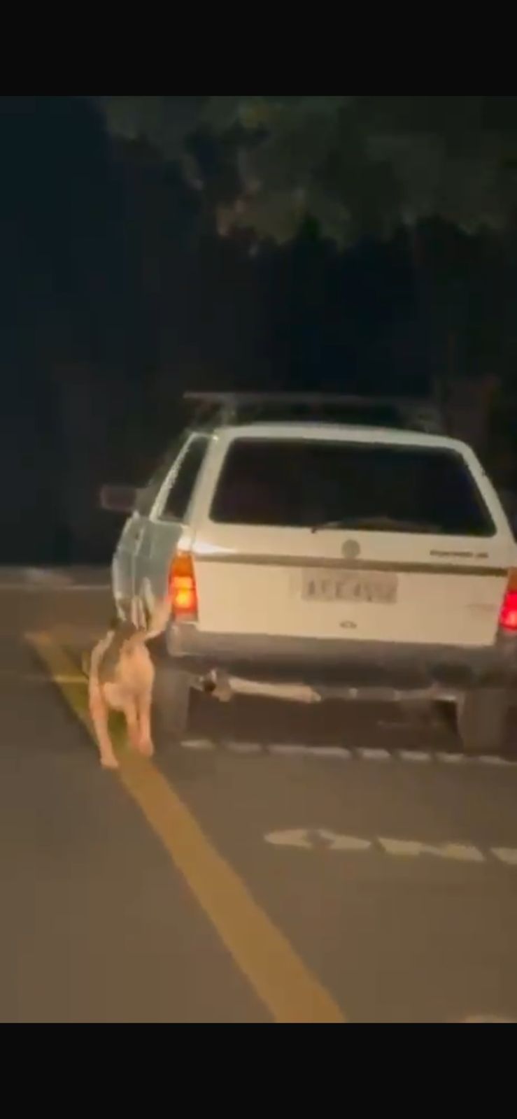 Homem é preso após arrastar cachorro até a morte em Mandaguari