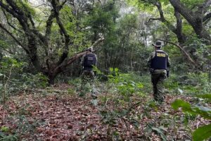 Trio de caçadores é flagrado com fuzil e veados abatidos no PR