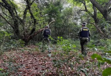 Trio de caçadores é flagrado com fuzil e veados abatidos no PR