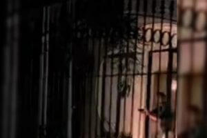 Após causar acidente com morte, motorista atira contra motoboys e imprensa em Maringá; VÍDEO