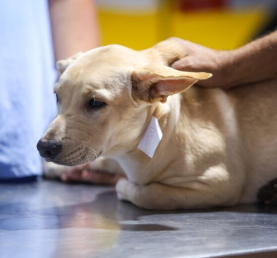 Clínica de Maringá vence edital para atender animais recolhidos pelo Bem-Estar Animal em regime de plantão