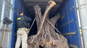 Ibama determina que oliveiras centenárias apreendidas pela PRF em Maringá passem por desinfecção