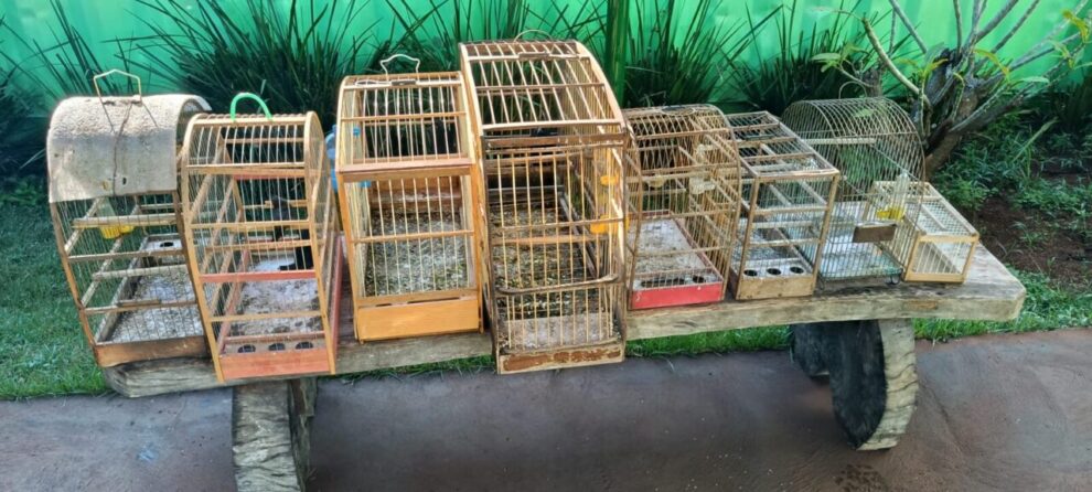 Operação da Polícia Ambiental apreende 22 aves e aplica R$ 25 mil em multas em Maringá e Sarandi