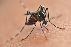 Paraná registra queda nos casos de dengue, mas autoridades mantêm alerta