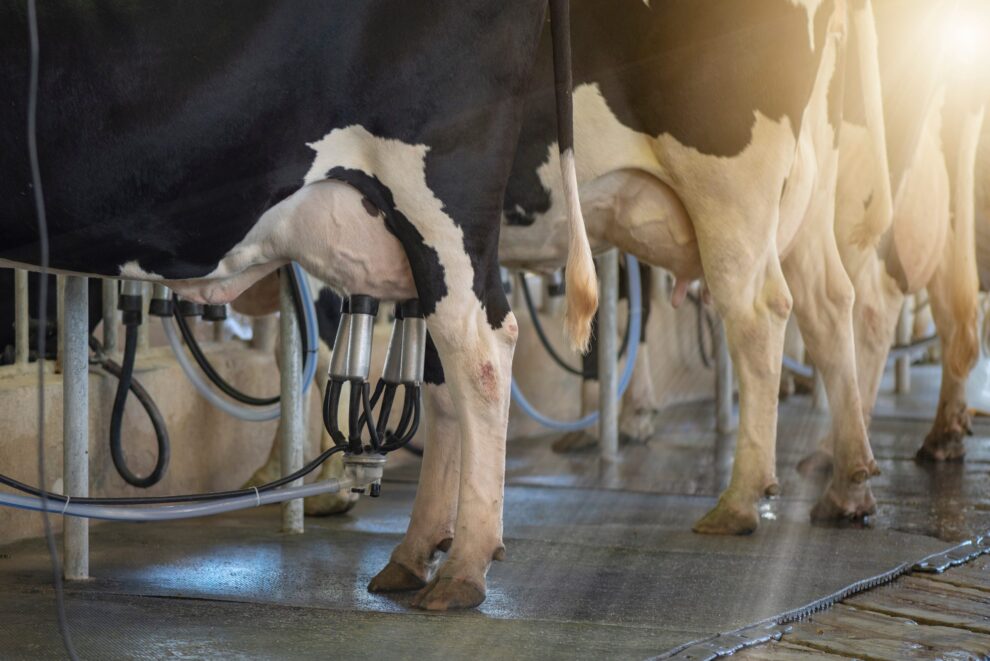 Produtores ganham mercado futuro para venda do leite