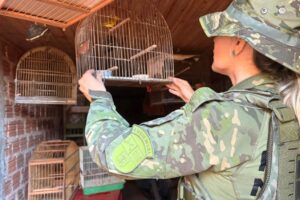 PM Ambiental realiza Operação para combater criação ilegal de pássaros silvestres na região de Maringá