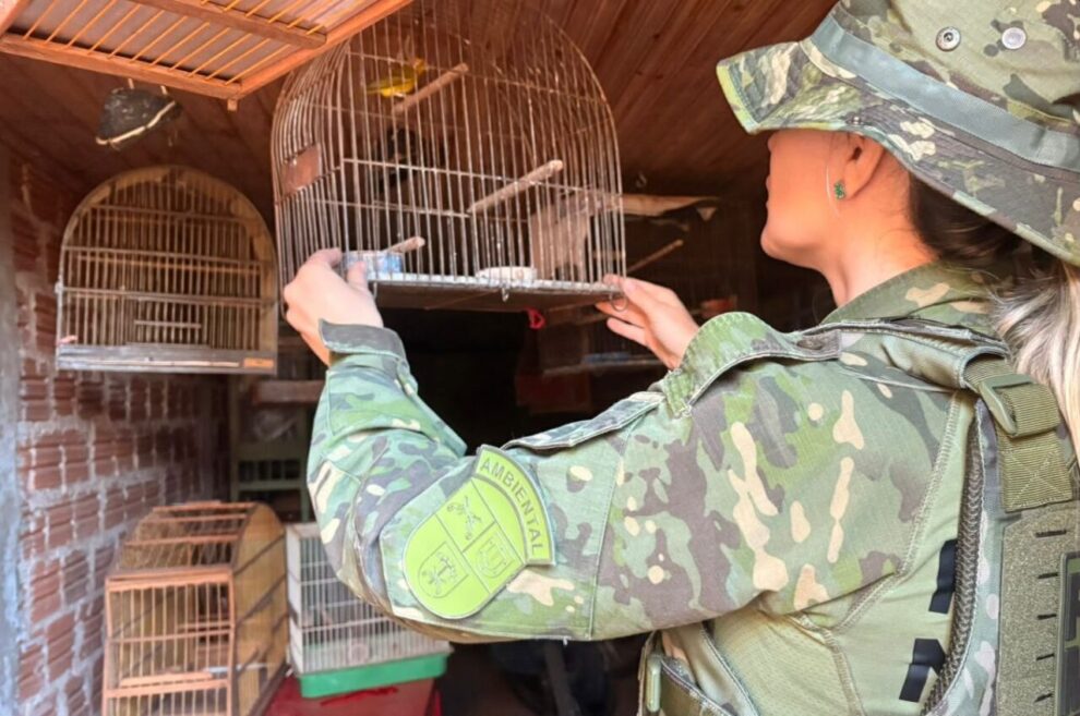 PM Ambiental realiza Operação para combater criação ilegal de pássaros silvestres na região de Maringá