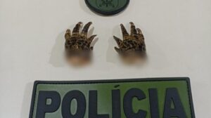 Polícia encontra pés de jacaré em freezer durante ocorrência no Paraná