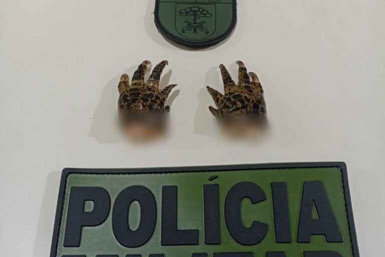 Polícia encontra pés de jacaré em freezer durante ocorrência no Paraná