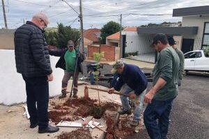Prefeitura de Jandaia do Sul inicia nova etapa de plantio de árvores