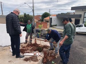 Prefeitura de Jandaia do Sul inicia nova etapa de plantio de árvores