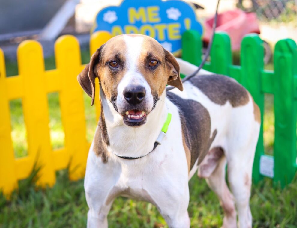 Prefeitura promove feirinha temática de adoção de animais neste domingo (21)