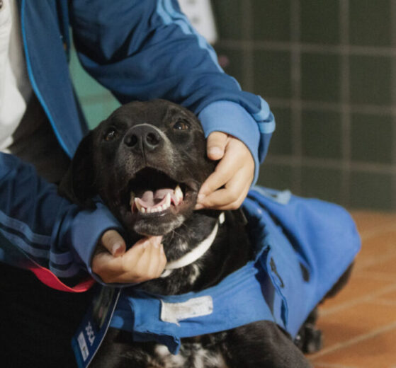 Empresa de Barueri vence licitação para fornecer microchips de identificação de animais para a Prefeitura de Maringá