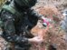 Exército Brasileiro e Polícia Ambiental explodem 'bunker' em Icaraíma; VÍDEO