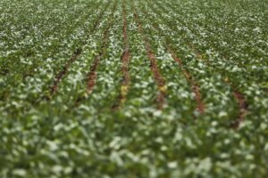 Reunião com bancada do agro termina sem acordo sobre dívidas rurais