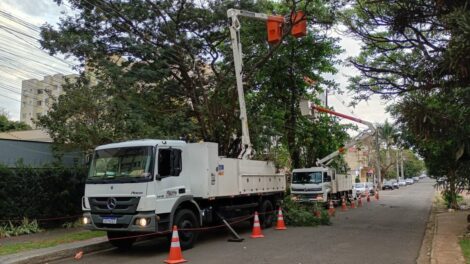 Copel realiza mutirão de podas em árvores de grande porte neste fim de semana em Maringá