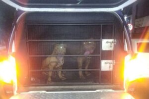 Guardas civis resgatam dois pit bulls soltos e evitam ataques em Maringá