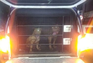 Guardas civis resgatam dois pit bulls soltos e evitam ataques em Maringá