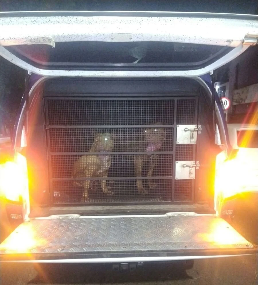 Guardas civis resgatam dois pit bulls soltos e evitam ataques em Maringá