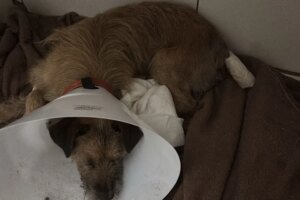 Mulher é presa em flagrante por maus-tratos a cachorro na região