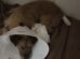 Mulher é presa em flagrante por maus-tratos a cachorro na região