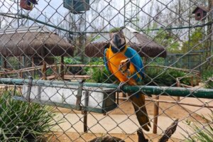 Centro de reabilitação em Maringá é o que mais devolve animais silvestres para a natureza no interior do Paraná