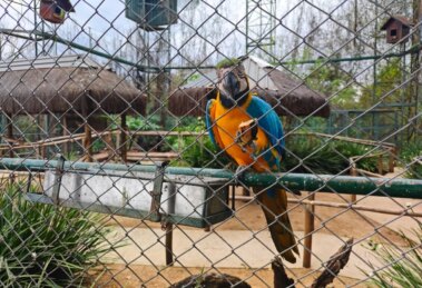 Centro de reabilitação em Maringá é o que mais devolve animais silvestres para a natureza no interior do Paraná