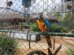 Centro de reabilitação em Maringá é o que mais devolve animais silvestres para a natureza no interior do Paraná