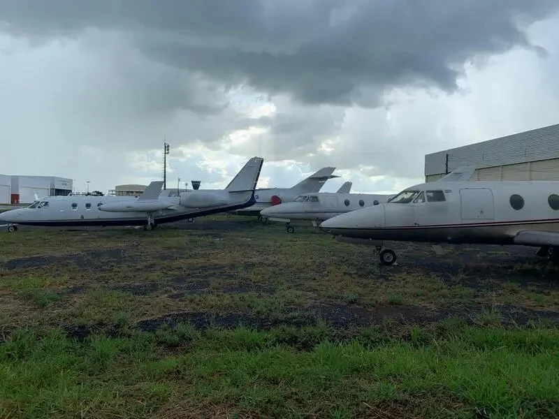 Jatinhos ganham espaço e Maringá entra nesse mercado