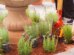 Maringá ganha Jardim Sensorial para atendimentos terapêuticos