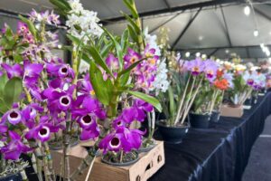 Maringá recebe 47ª Expoflor - Maringá Post
