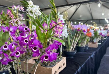 Maringá recebe 47ª Expoflor - Maringá Post