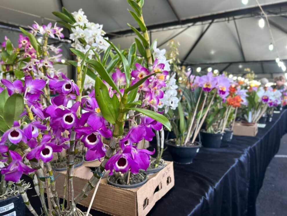 Maringá recebe 47ª Expoflor - Maringá Post