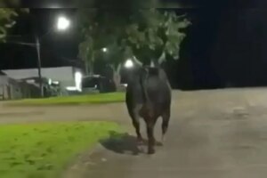 Moradora de Maringá morre após ataque de touro que escapou de rodeio na região
