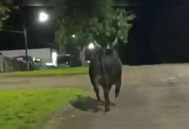 Moradora de Maringá morre após ataque de touro que escapou de rodeio na região