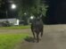 Moradora de Maringá morre após ataque de touro que escapou de rodeio na região