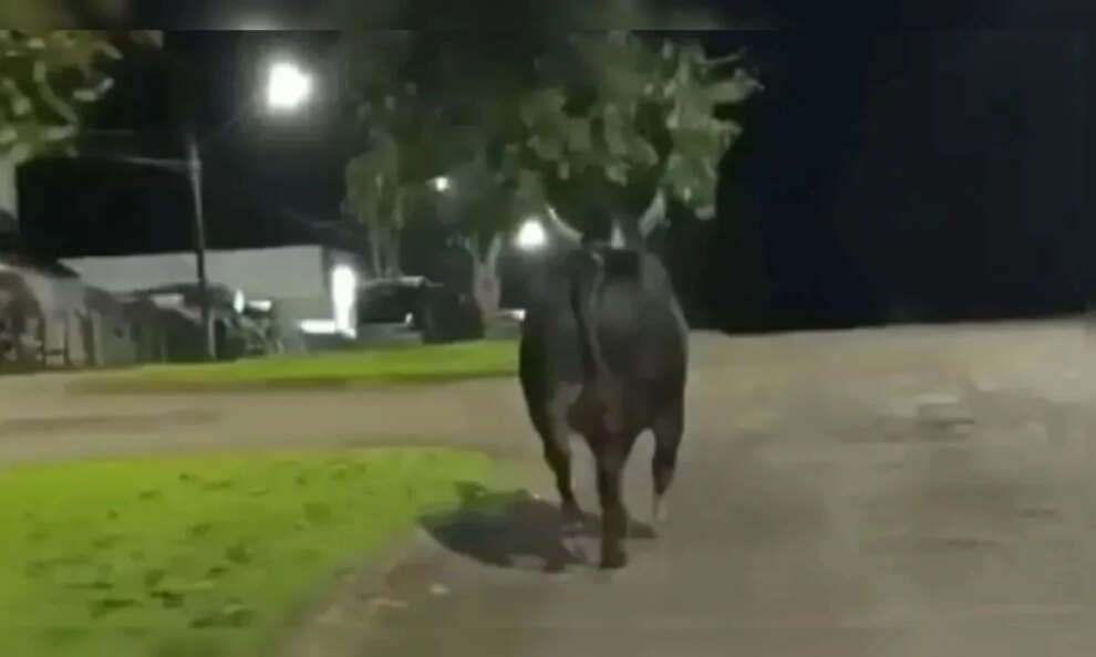 Moradora de Maringá morre após ataque de touro que escapou de rodeio na região