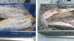 200 kg de peixe: Homem anuncia venda de pintados e dourados e acaba multado em R$ 7,6 mil e preso na região de Maringá