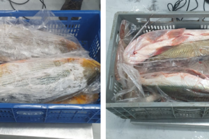 200 kg de peixe: Homem anuncia venda de pintados e dourados e acaba multado em R$ 7,6 mil e preso na região de Maringá