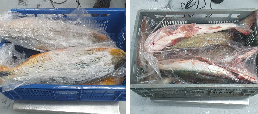 200 kg de peixe: Homem anuncia venda de pintados e dourados e acaba multado em R$ 7,6 mil e preso na região de Maringá