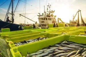 Brasil abre mercado de pescado nos Emirados Árabes