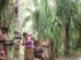 Saiba as propostas dos presidenciáveis para Amazônia e indígenas